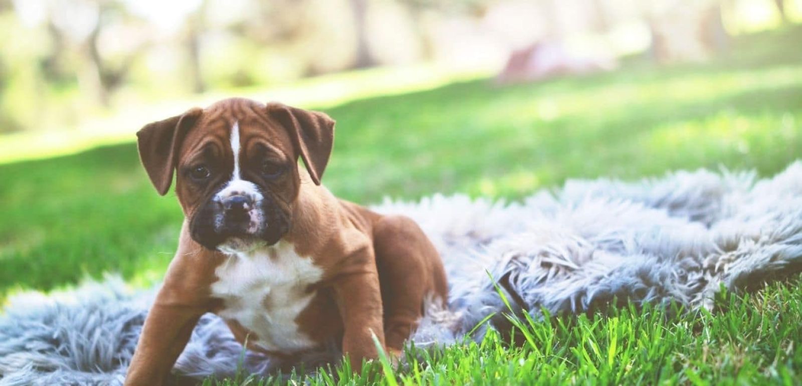 animalia-ambulatorio-veterinario-colpo-di-calore-boxer