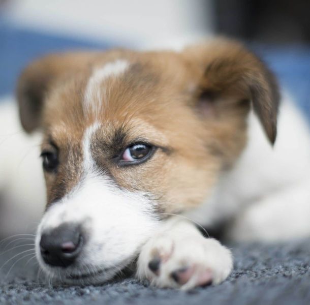 animalia-ambulatorio-veterinario-brescello-i-piani-salute-cane-cucciolo