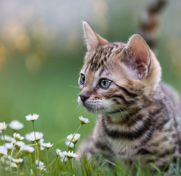 animalia-ambulatorio-veterinario-brescello-i-piani-salute-gatto-cucciolo