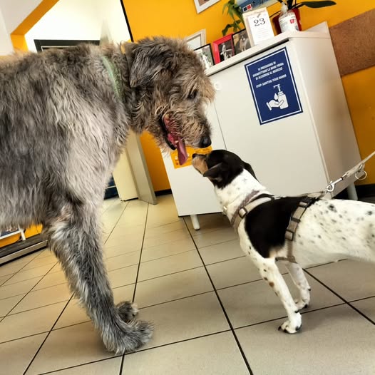 ambulatorio-veterinario-animalia-incontri