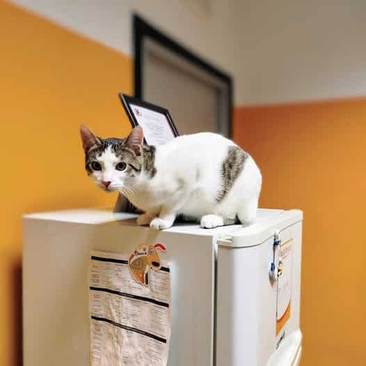 ambulatorio-veterinario-animalia-willy
