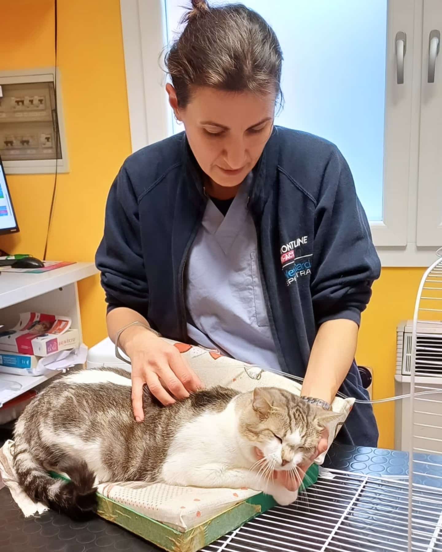 ambulatorio-veterinario-animalia-wilson